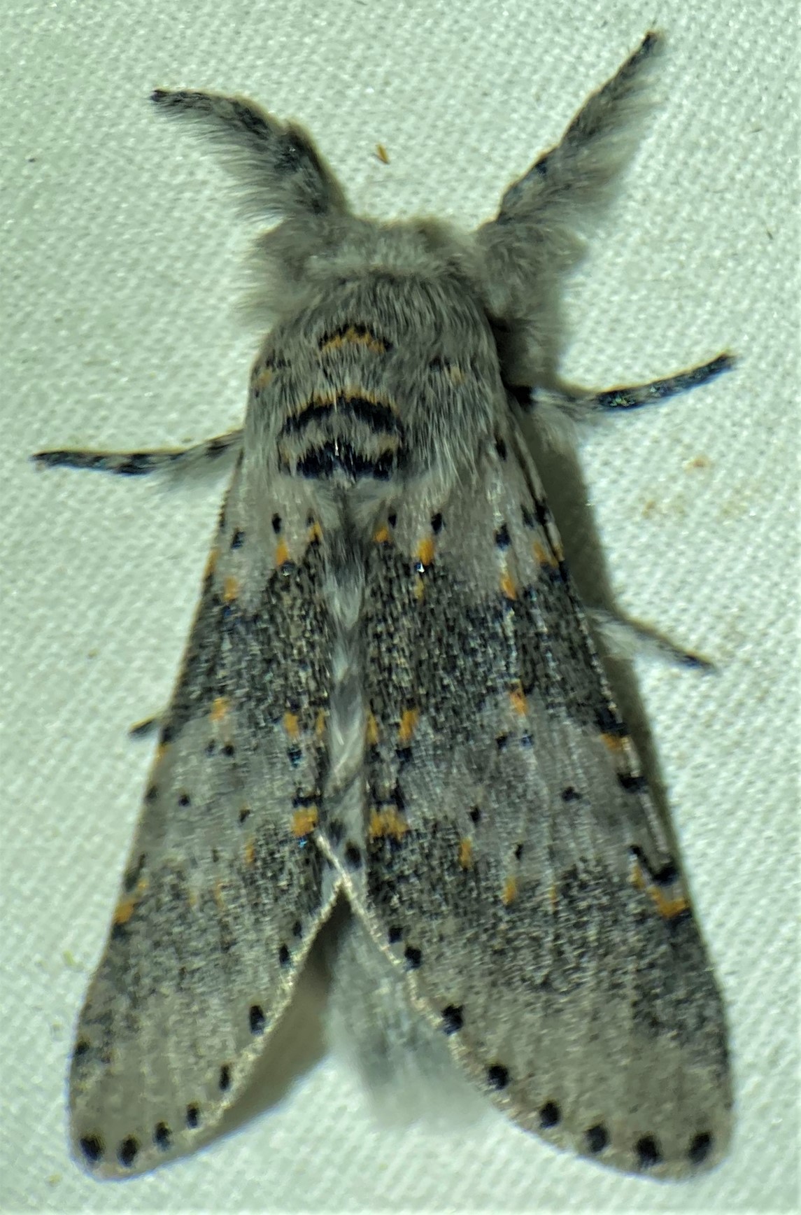 https://auth1.dpr.ncparks.gov/moths/photos_records/2022/06/Furcula_cinerea1654200955_1.jpg