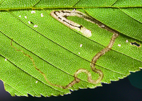 Stigmella new species 1