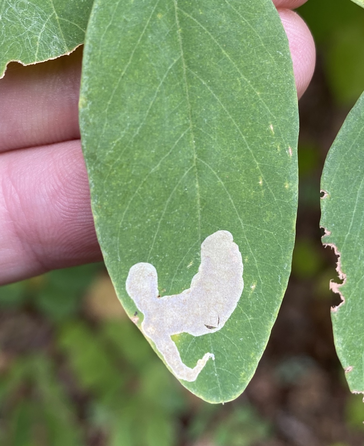How to Kill Wax Moths – Galena Farms