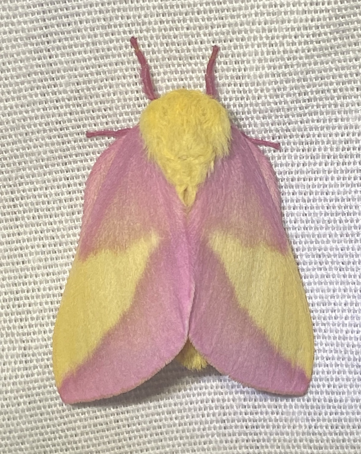 https://auth1.dpr.ncparks.gov/moths/photos_records/2022/09/Dryocampa_rubicunda1664253782_0.jpeg