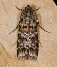Dioryctria amatella