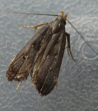 Dichomeris juncidella