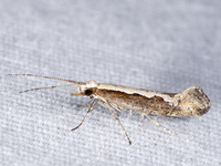 Plutella xylostella