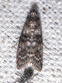 Phycitinae unidentified species