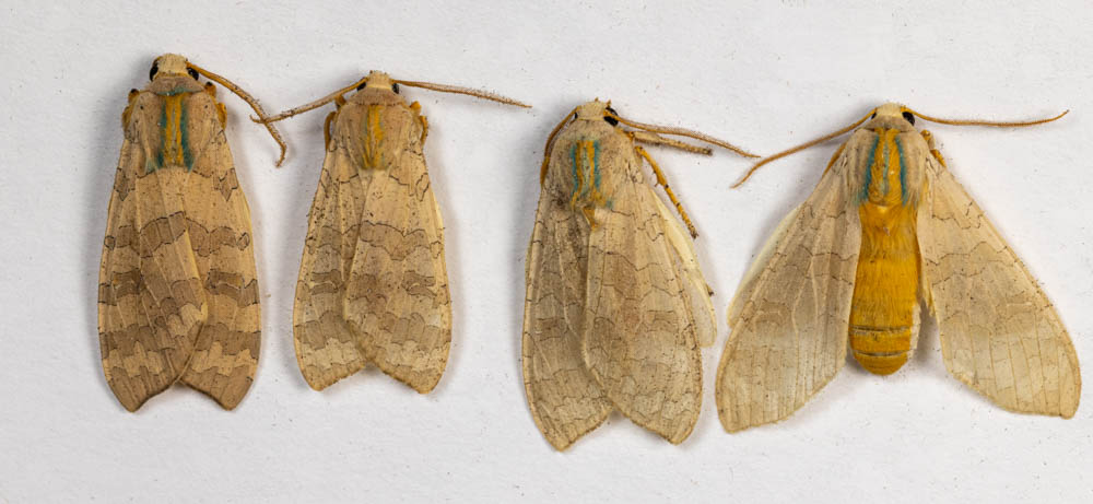 FS1182: Clothes Moths (Rutgers NJAES)