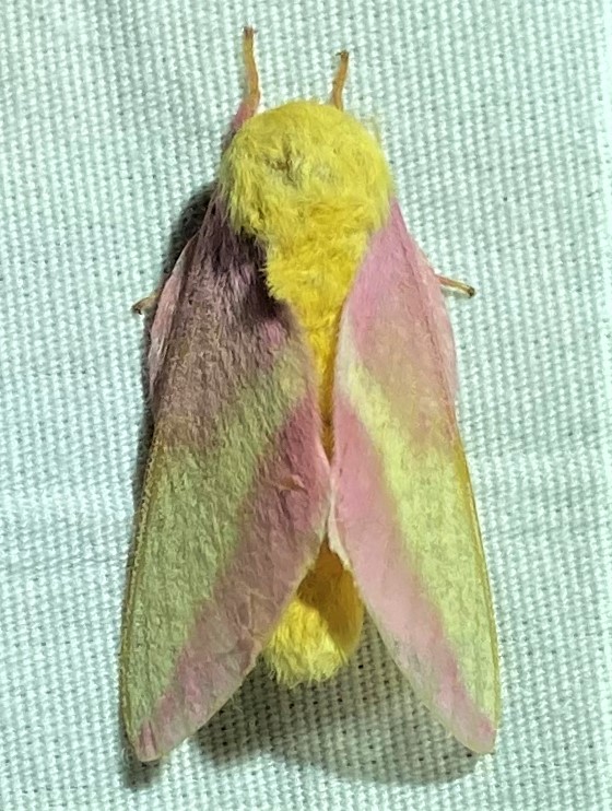 Keep an eye out for the vibrant Rosy Maple Moth in North Carolina