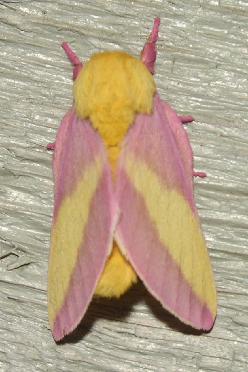 Keep an eye out for the vibrant Rosy Maple Moth in North Carolina