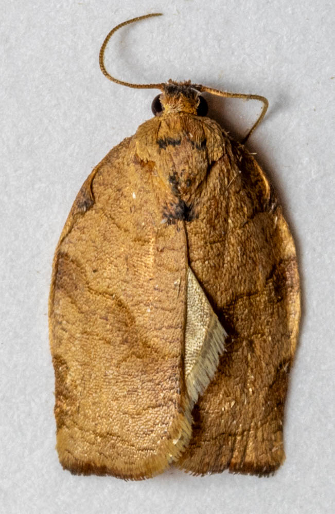 https://auth1.dpr.ncparks.gov/moths/photos_records/2023/09/Choristoneura_rosaceana1695012669_6.jpg