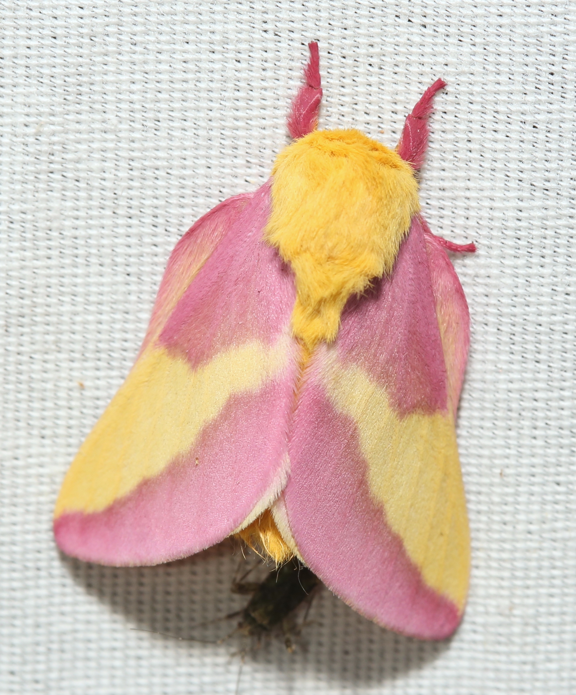 https://auth1.dpr.ncparks.gov/moths/photos_records/2023/10/Dryocampa_rubicunda1696475378.jpeg