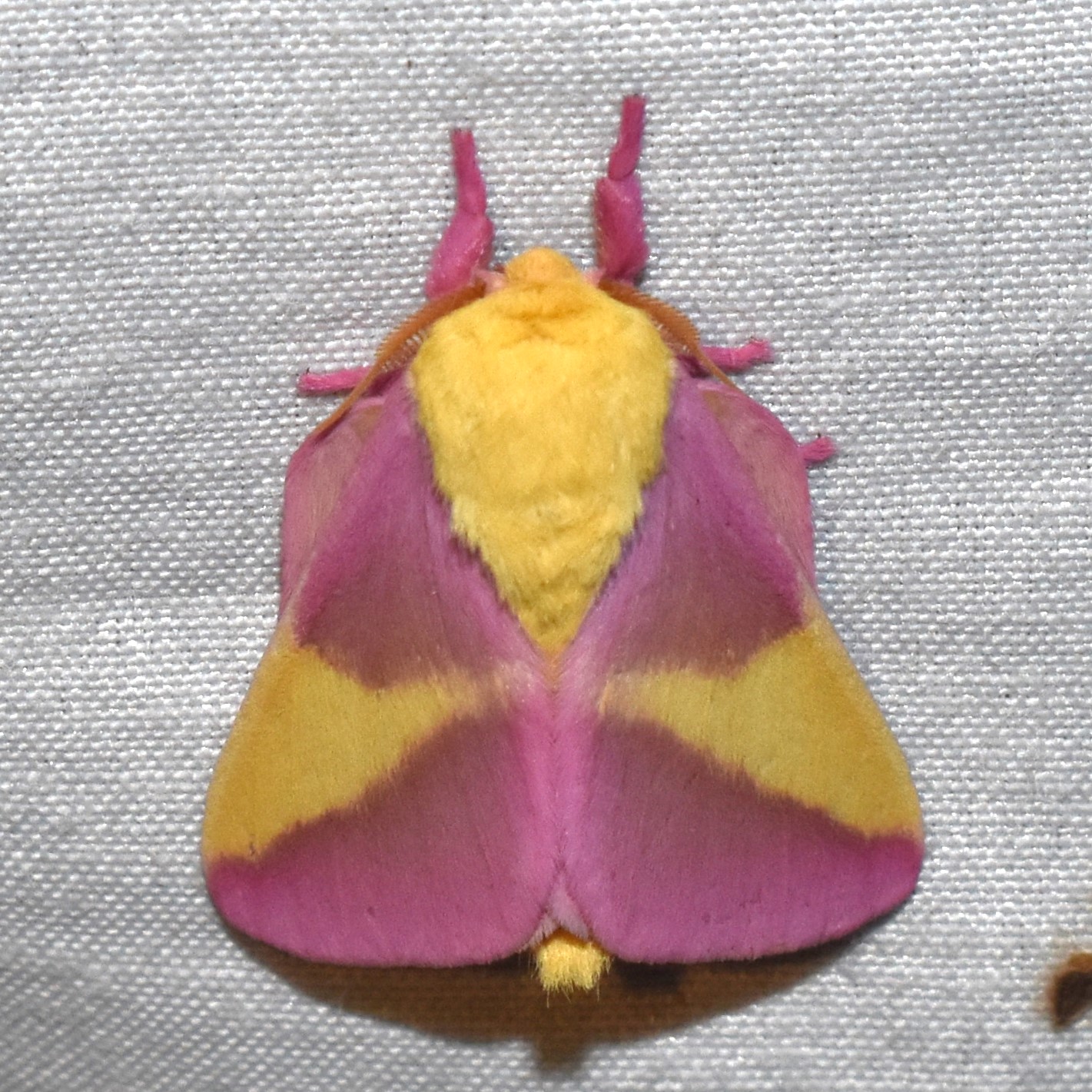 https://auth1.dpr.ncparks.gov/moths/photos_records/2023/10/Dryocampa_rubicunda1696904861.jpeg