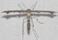Amblyptilia pica