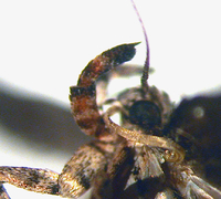 Prostomeus brunneus