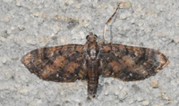 Eupithecia palpata