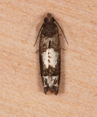 Eucosma parmatana