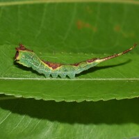 Furcula cinerea