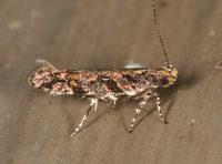 Aristotelia rubidella