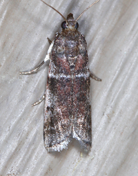 Laetilia coccidivora