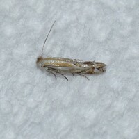 Bucculatrix staintonella