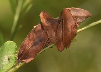 Tlascala reductella