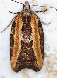 Acleris variana