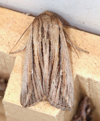 Leucania commoides