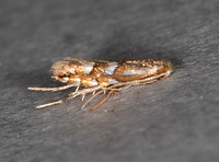 Phyllonorycter maestingella