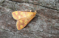 Pyrausta phoenicealis