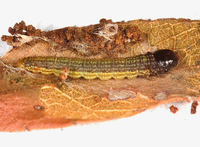 Tlascala reductella