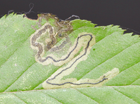 Stigmella new species 1