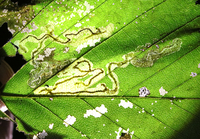 Stigmella new species 1