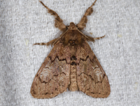 Dasychira dorsipennata