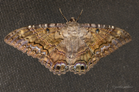 Ascalapha odorata