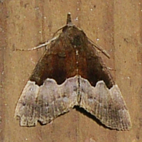 Hypena appalachiensis