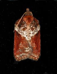 Acleris celiana