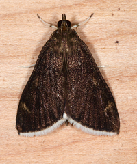 Pyrausta niveicilialis