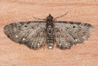 Eupithecia tripunctaria