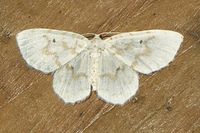 Hydrelia albifera