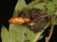 Anacampsis agrimoniella