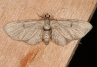 Eupithecia absinthiata