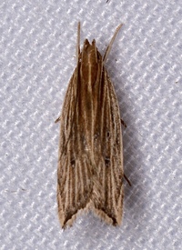 Helcystogramma hystricella