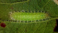 Hellinsia paleaceus