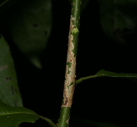 Marmara new species 22 - on Oxydendrum stem