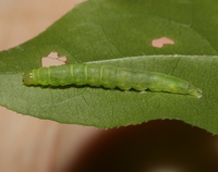 Pangrapta decoralis