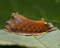 Parasa chloris