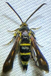 Osminia ruficornis