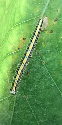 Epipaschia superatalis