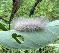 Cycnia tenera