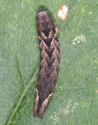 Palthis angulalis