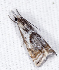 Microcrambus elegans