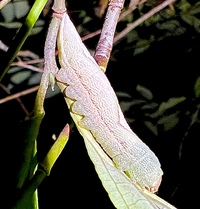 Heterocampa obliqua